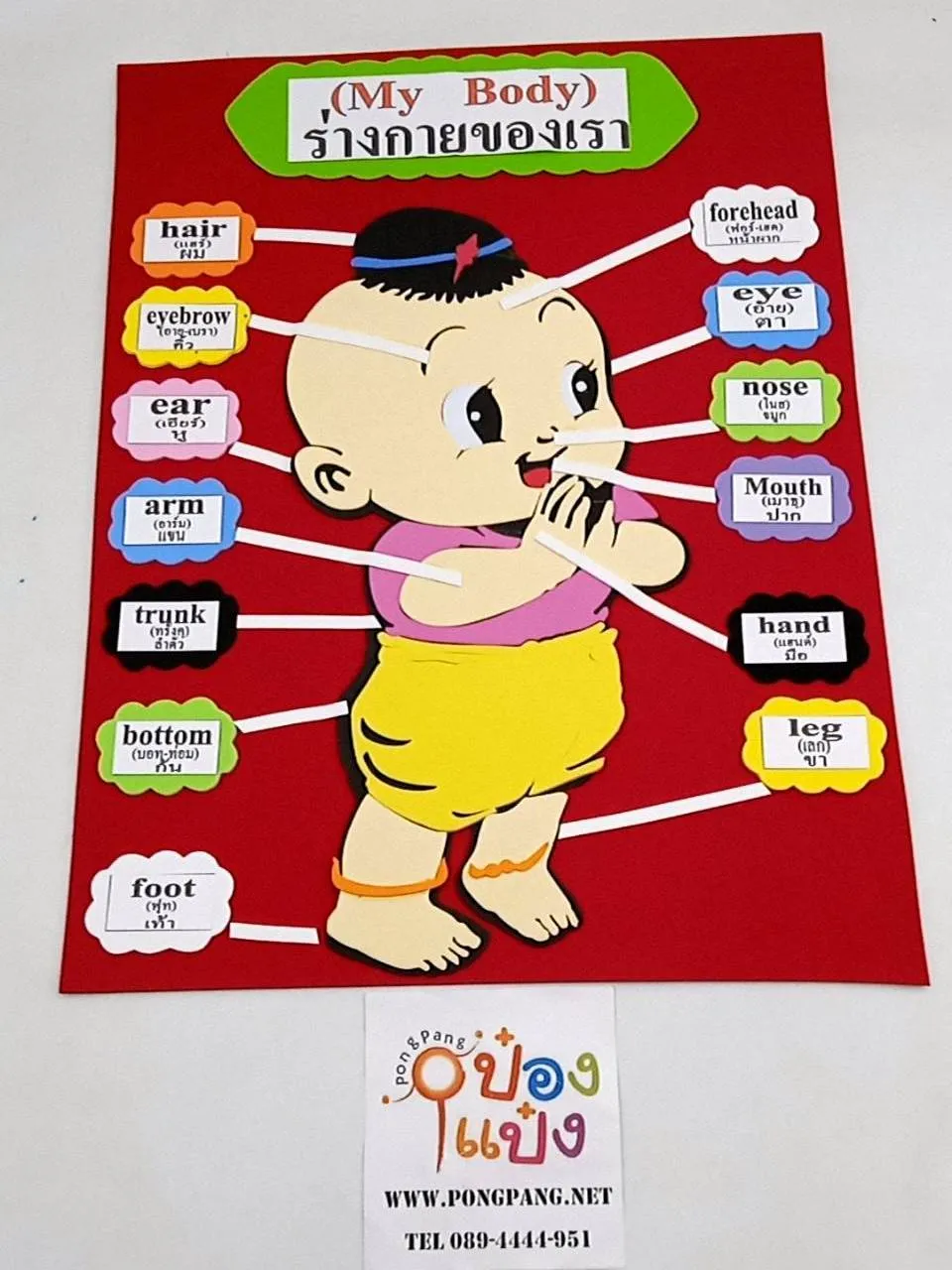 โฟมยาง  บอกส่วนในร่างกย+ภาษา   1*12